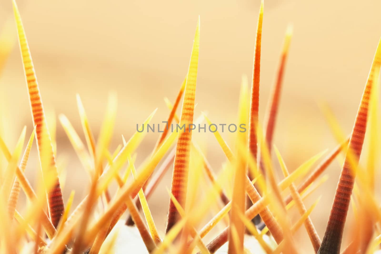 Cactus thorns detail against a colored background , bright yellow and orange colors 