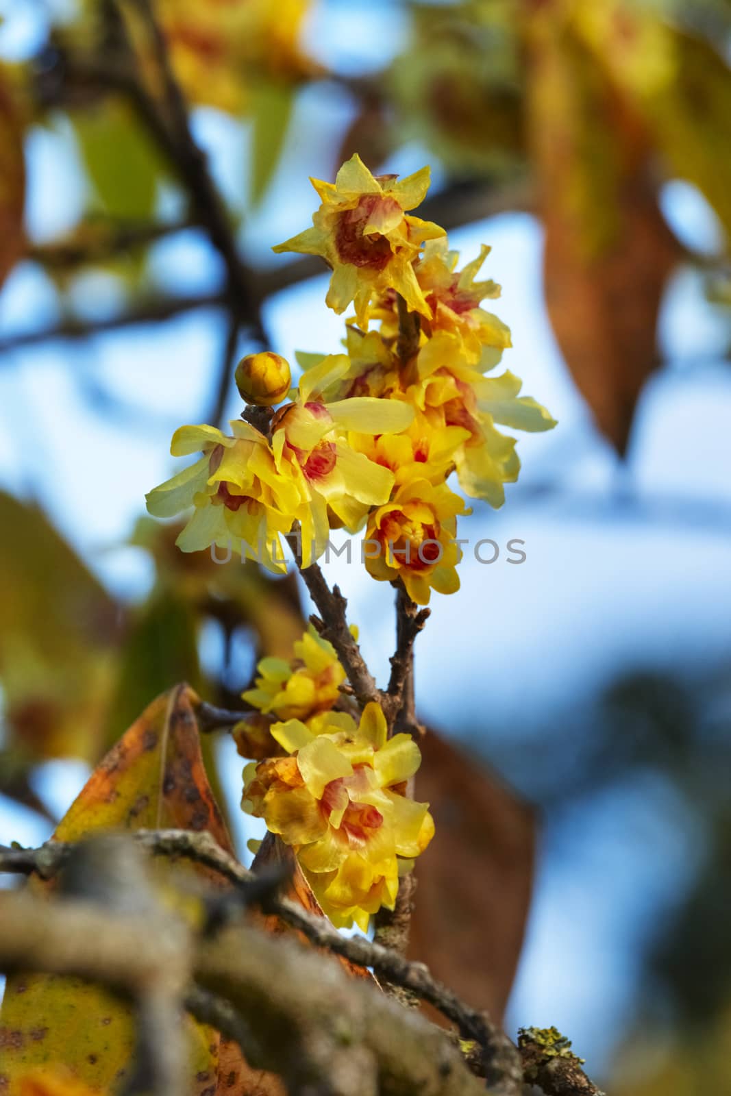 Wintersweet tree by victimewalker