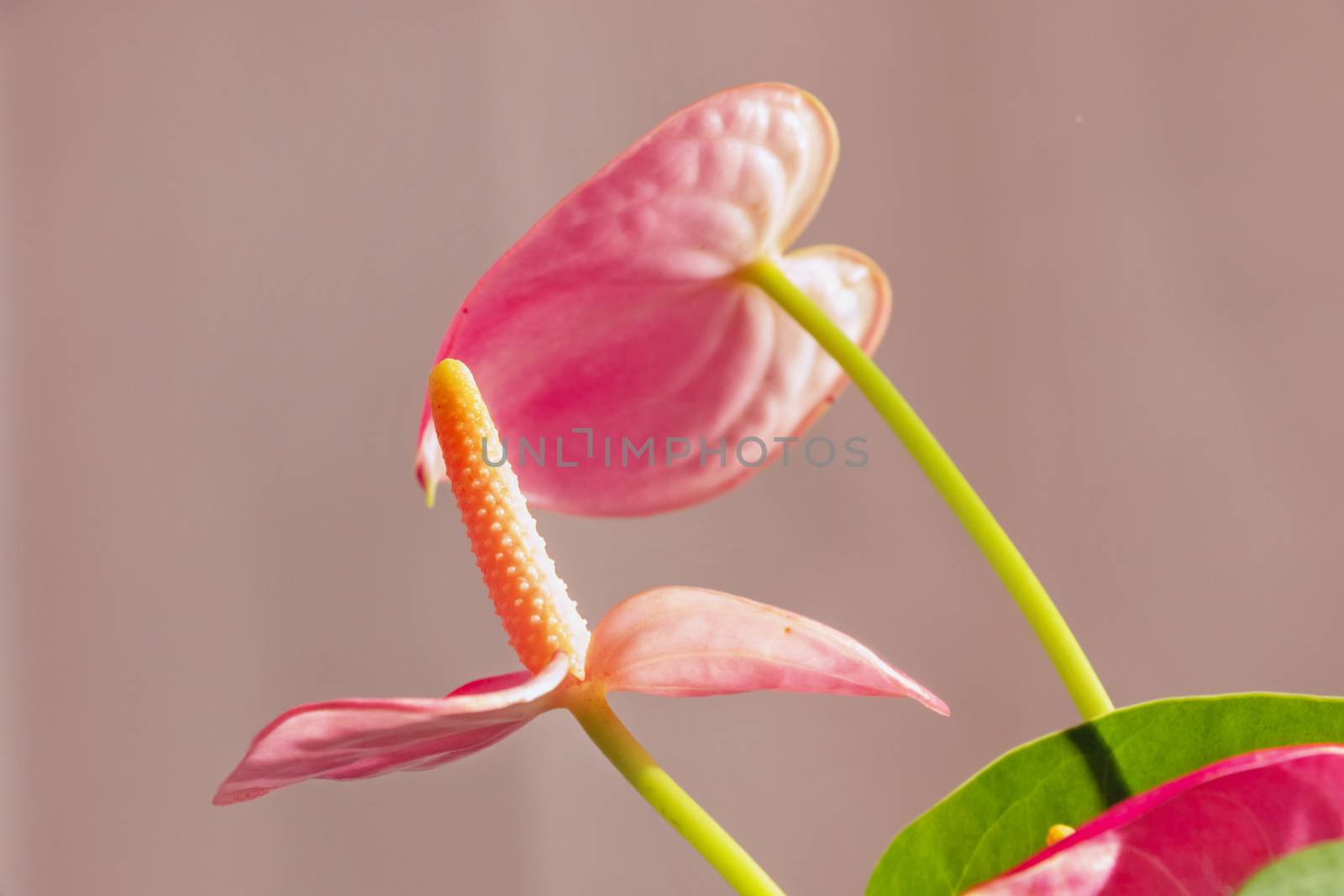 Beautiful red glossy spathe of anthurium  plant with  bright orange spadix , colored  and out of focus background