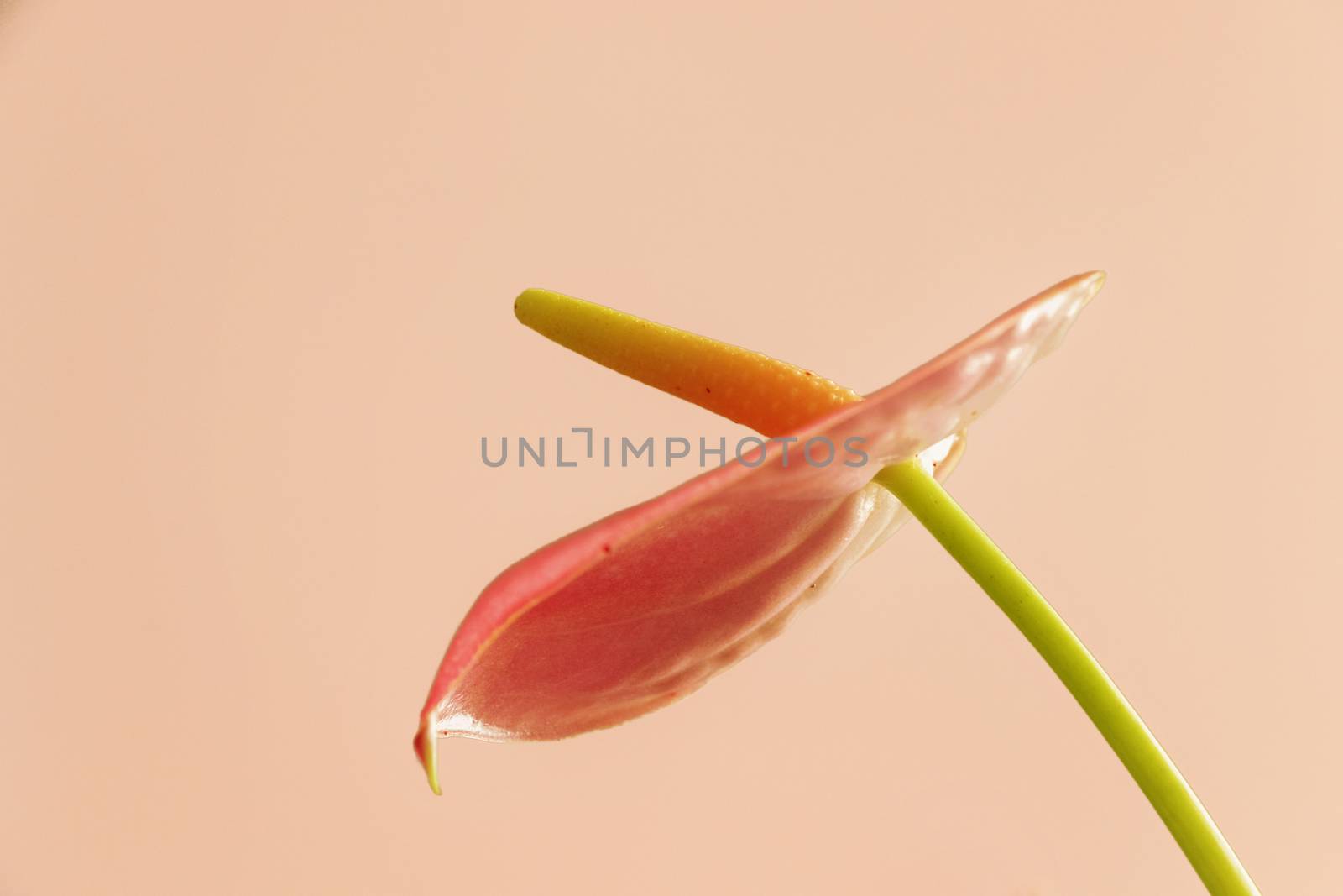 Red glossy spathe of anthurium  plant with  bright orange spadix , colored  and out of focus background