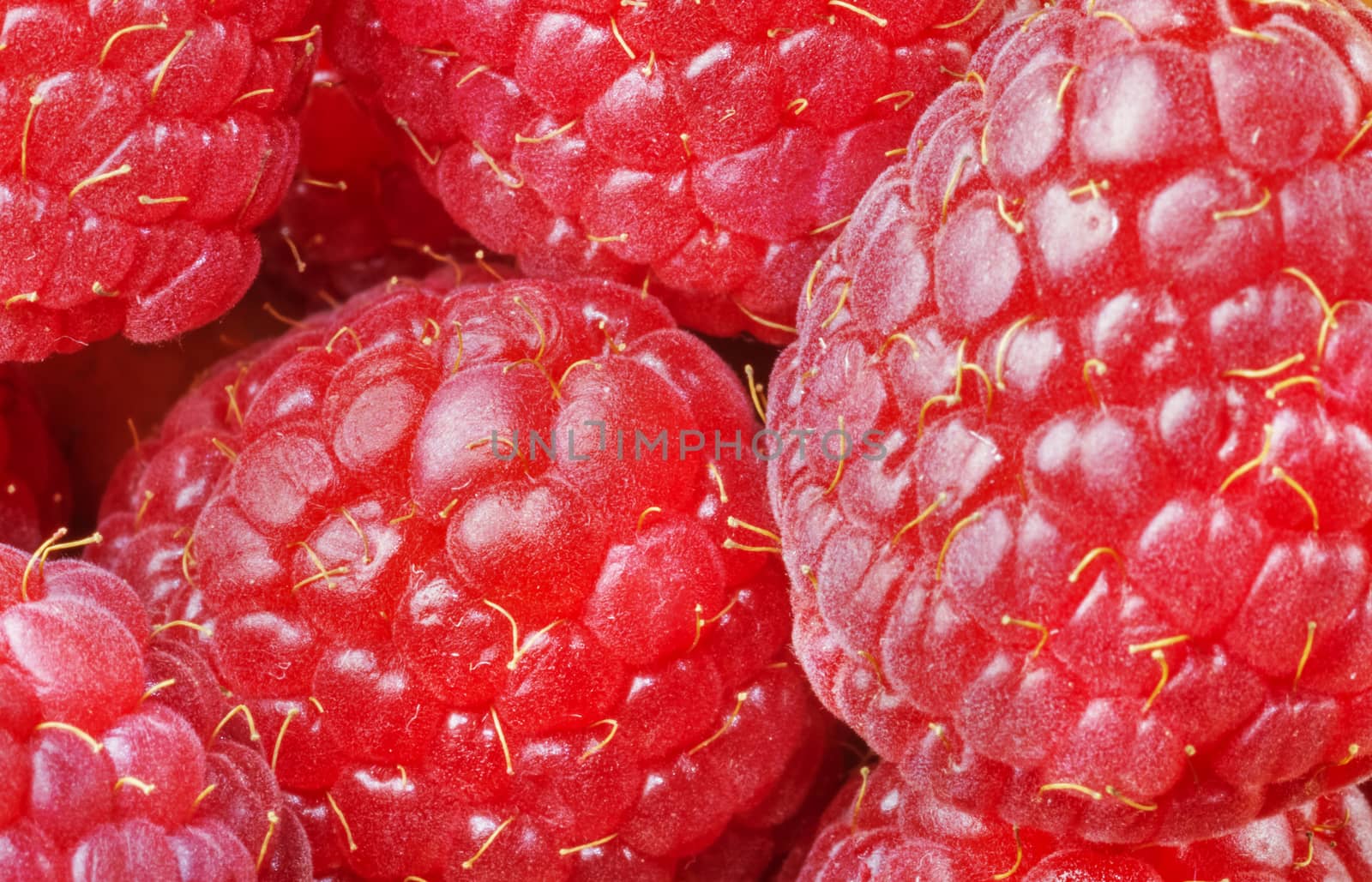 Beautiful  heap of  ripe raspberries , small red drupes close up ,studio shot