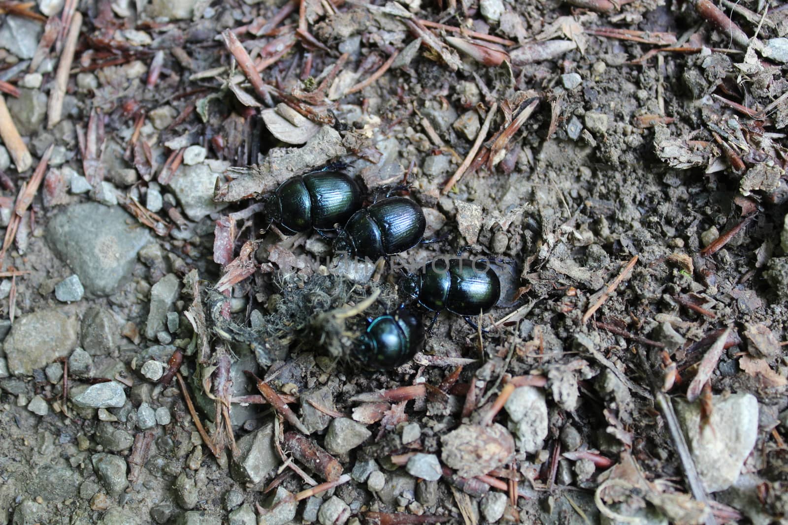 many dung beetles in the forest by martina_unbehauen