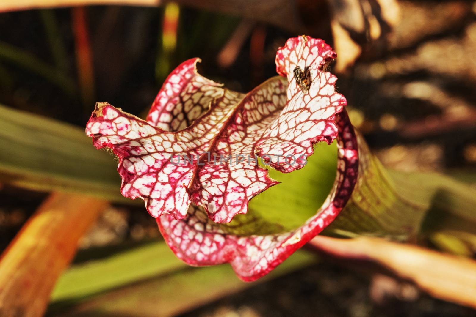 Pale pitcher mouth with a small lid of a pale trumpet flower -sarracenia alata-, the operculum is white  with red veins ,a fly on the plant ,a focus on the foreground ,leaves in the background 