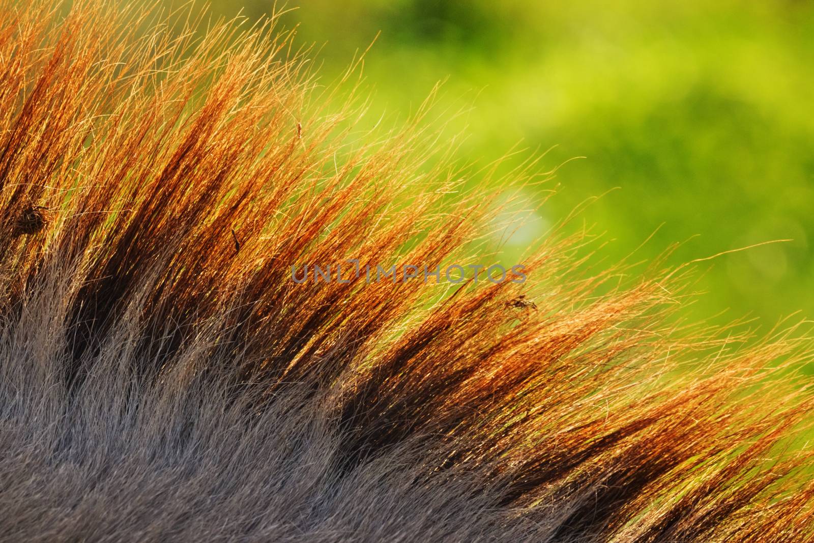 Bright and colored mane of a donkey , selective focus ,saturated colors ,extremely close up