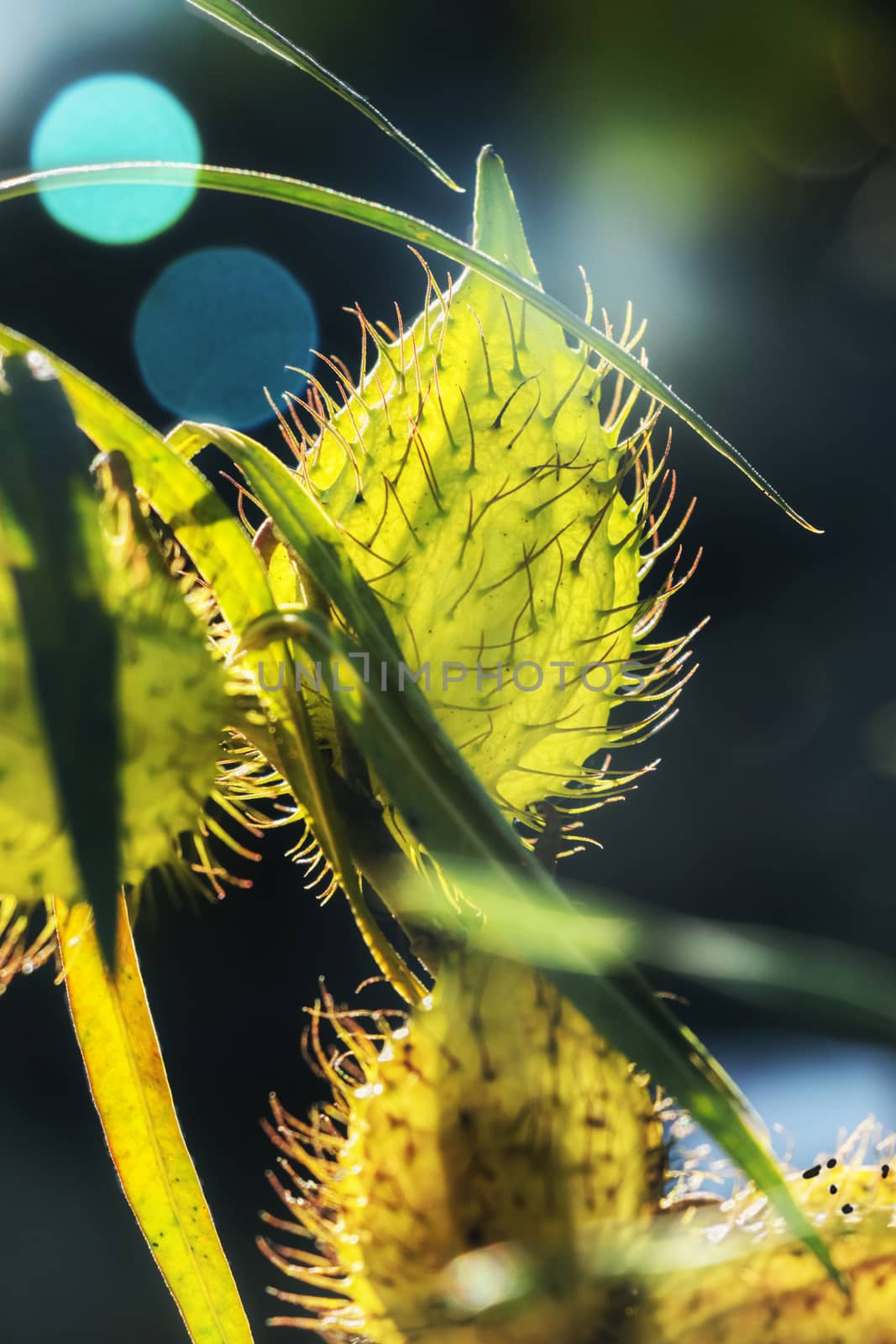  Fruits of gomphocarpus fruticosus  (asclepias fruticosa -arghel -or balloon cotton bush ), the fruit is balloon like covered with soft spines , the stem is S-shaped , dark green leaves are near the fruit ,in the background a wonderful sun reflection