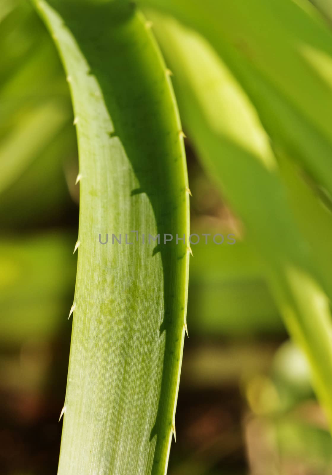 Leaf of the eryngium plant by victimewalker