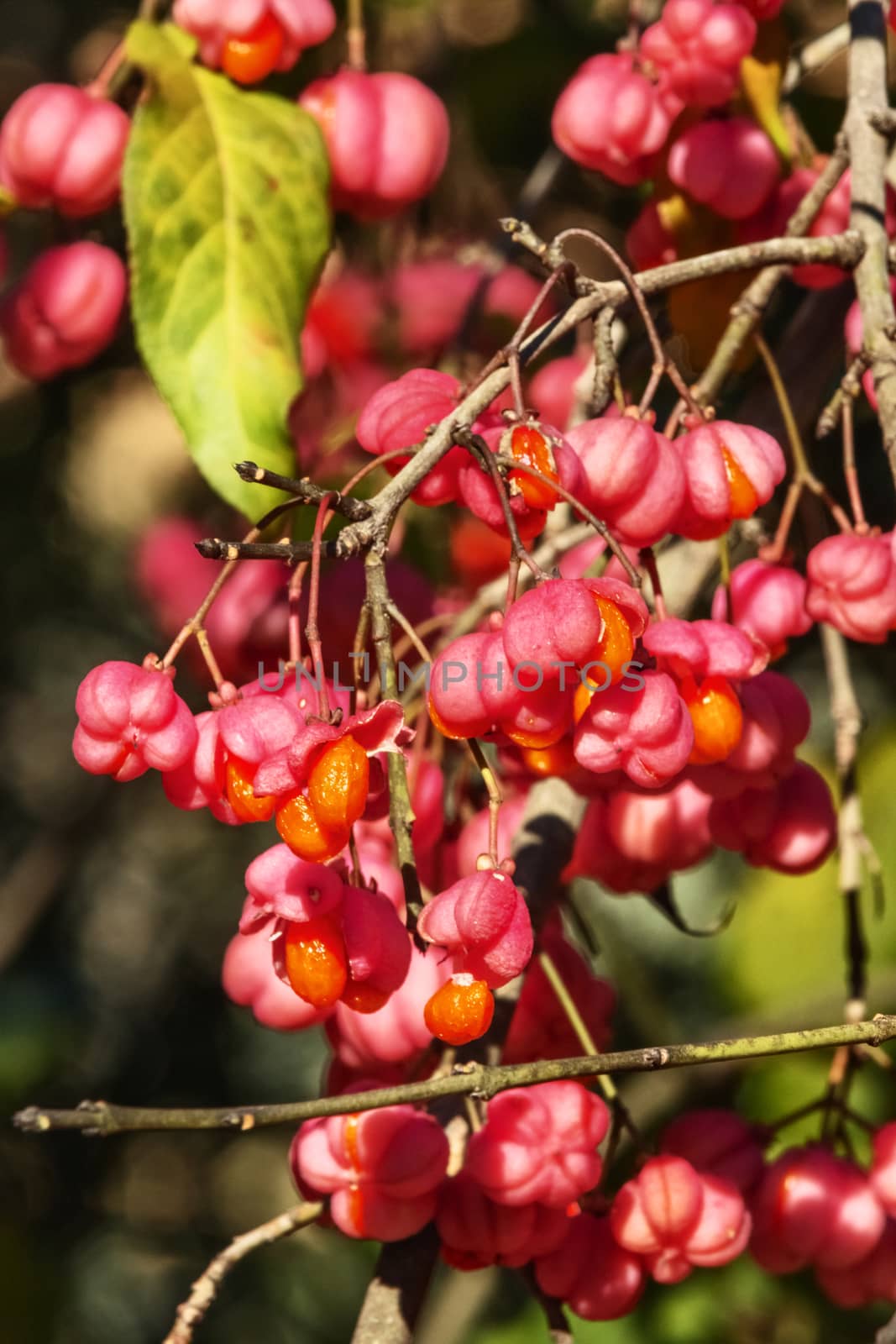 Fantastic spindle tree-euonymus europaeus -detail of the red  fruits  with bright orange seeds , decorative flowering plant for gardens