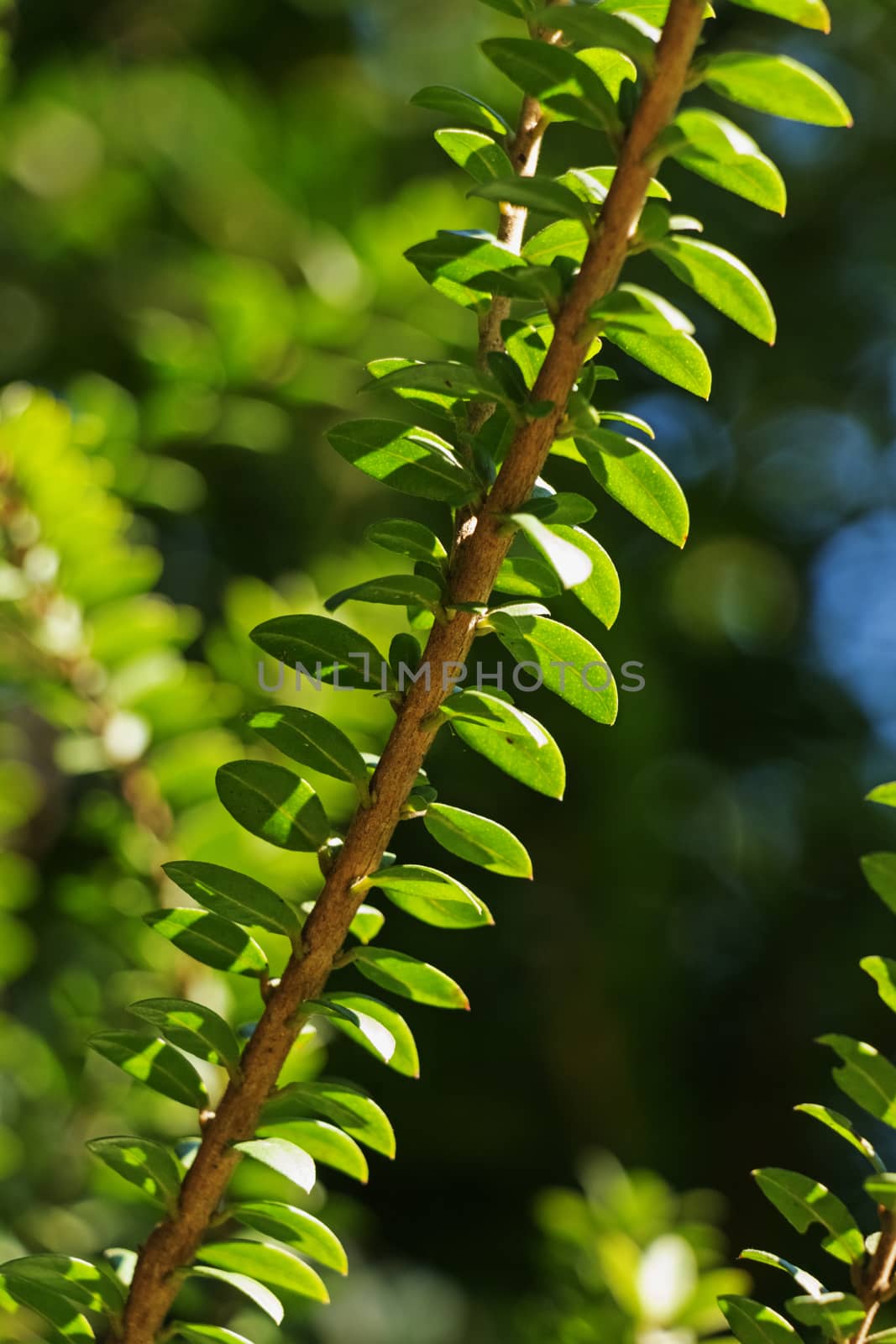 Branch  of myrtle by victimewalker