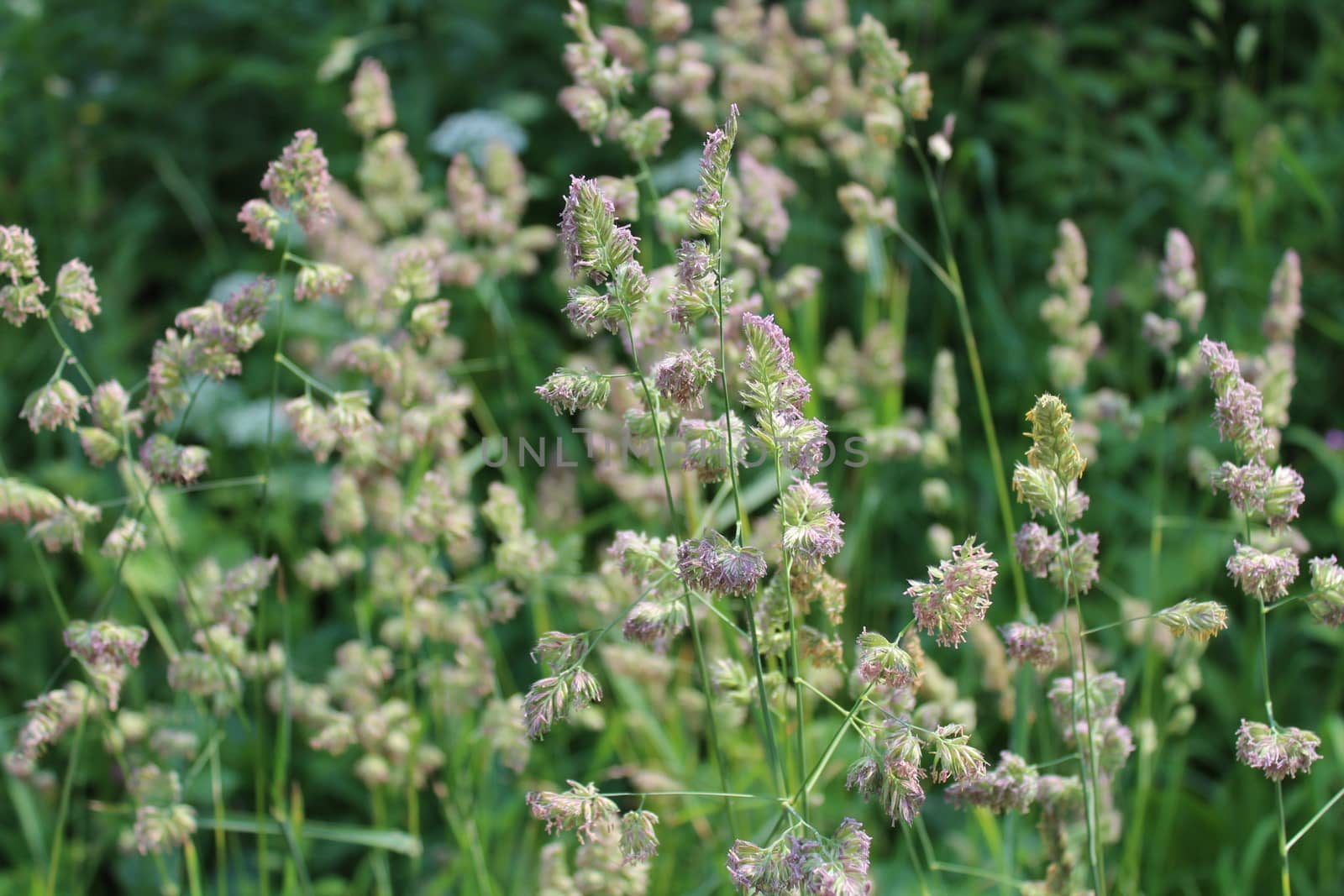 The picture shows grass in a meadow in the summer