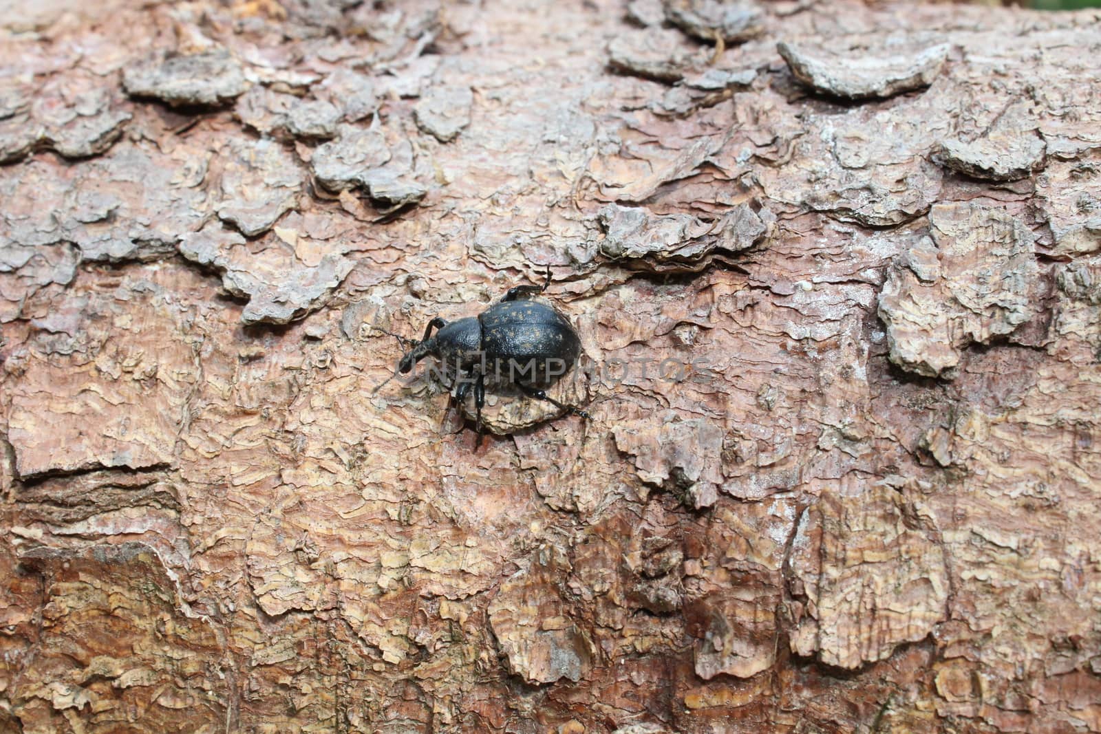 weevil on a bark in the forest by martina_unbehauen