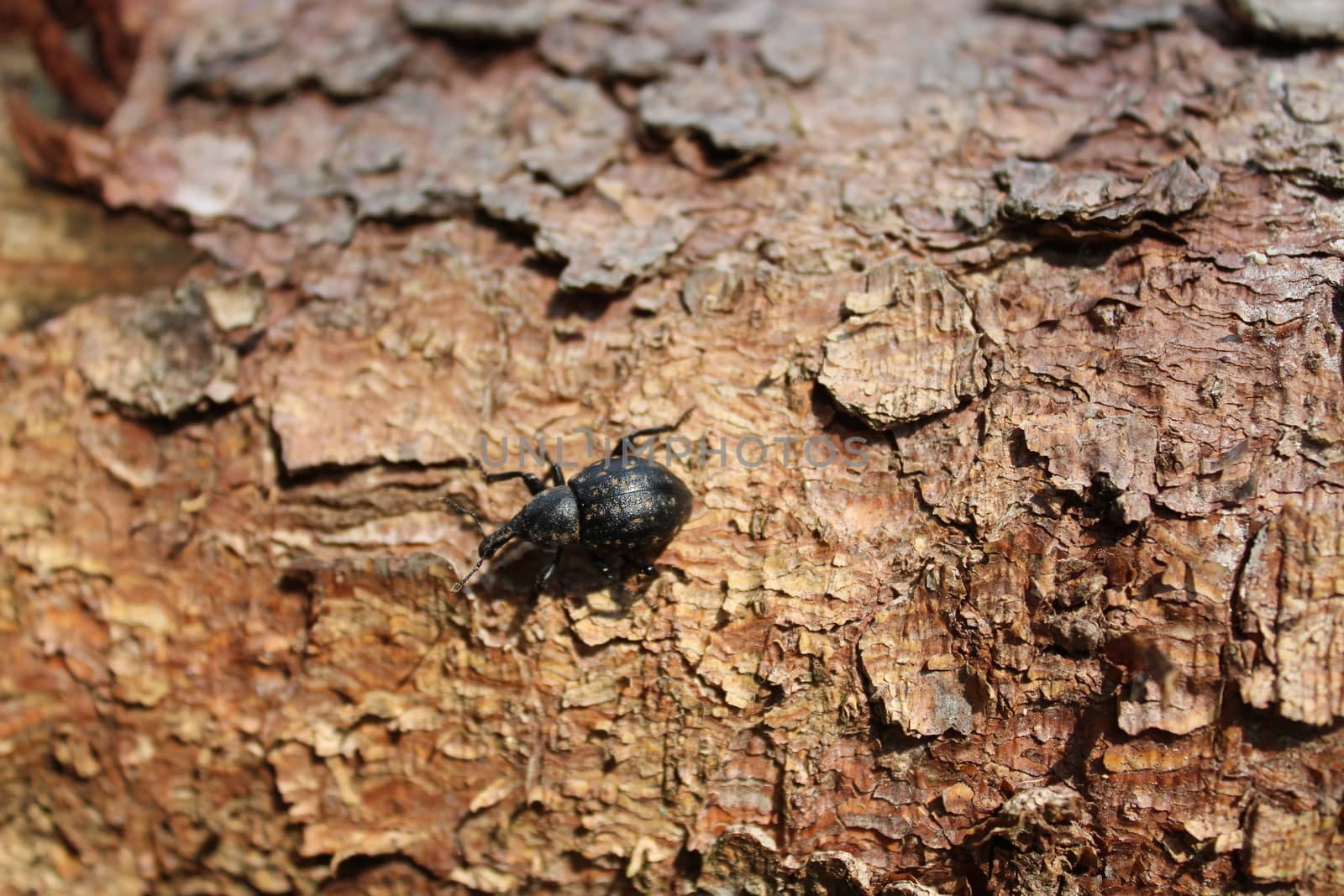 The picture shows a weevil on a bark in the forest