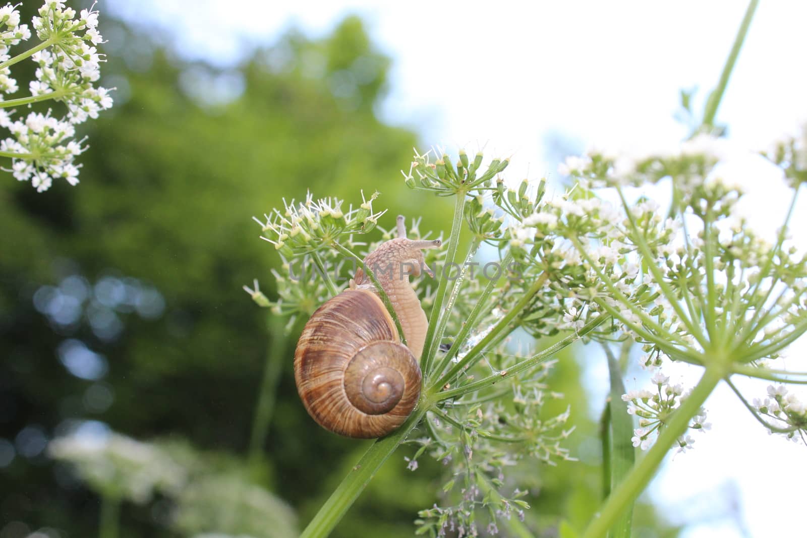 The picture shows a little vineyard snail on a flower