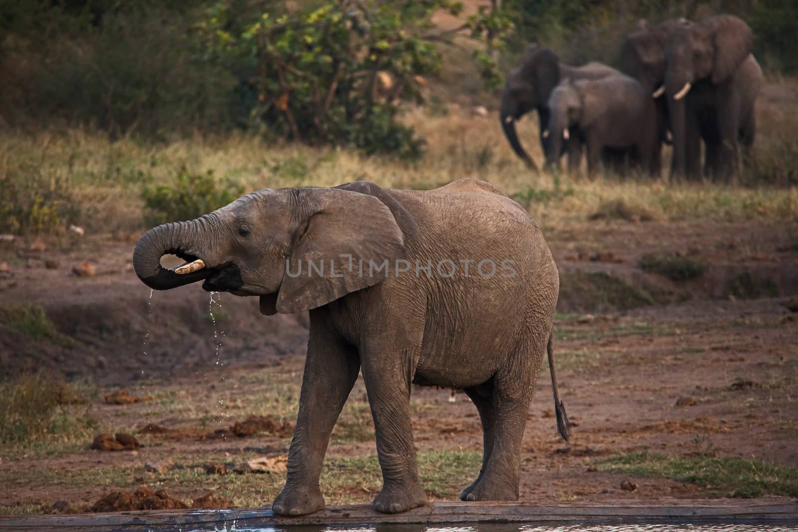 Young African Elephant Drinking 10645 by kobus_peche