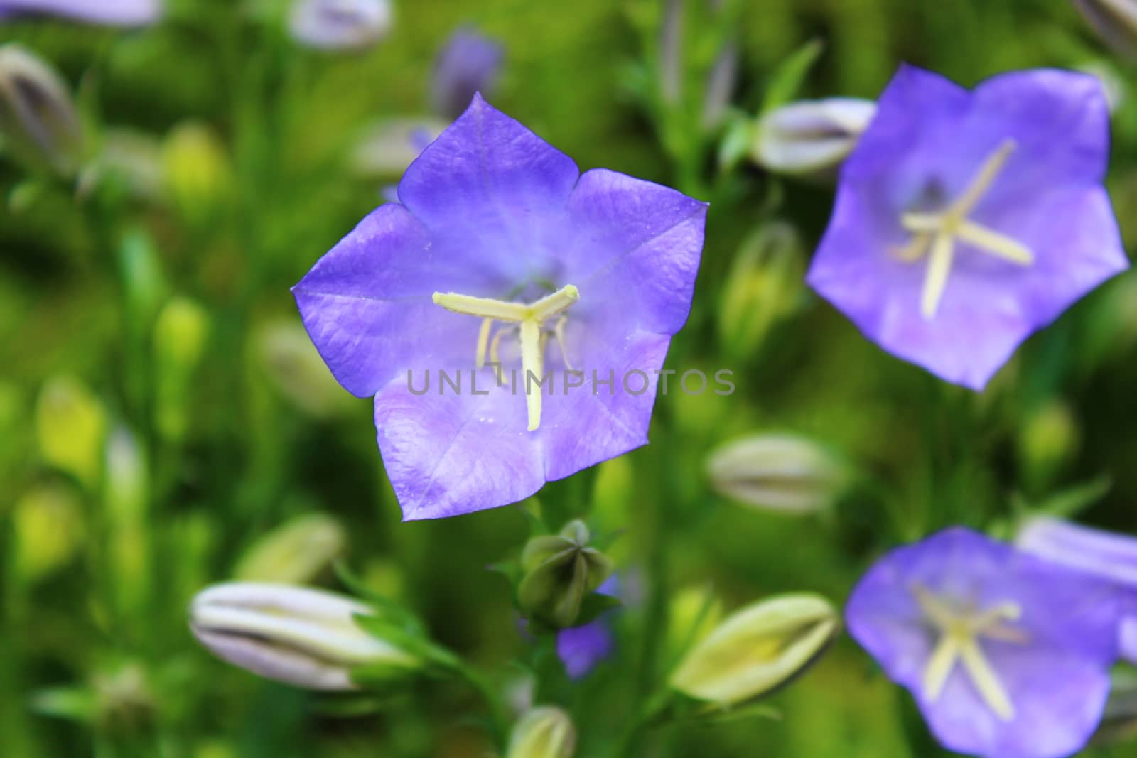 beautiful bellflowers in the garden by martina_unbehauen