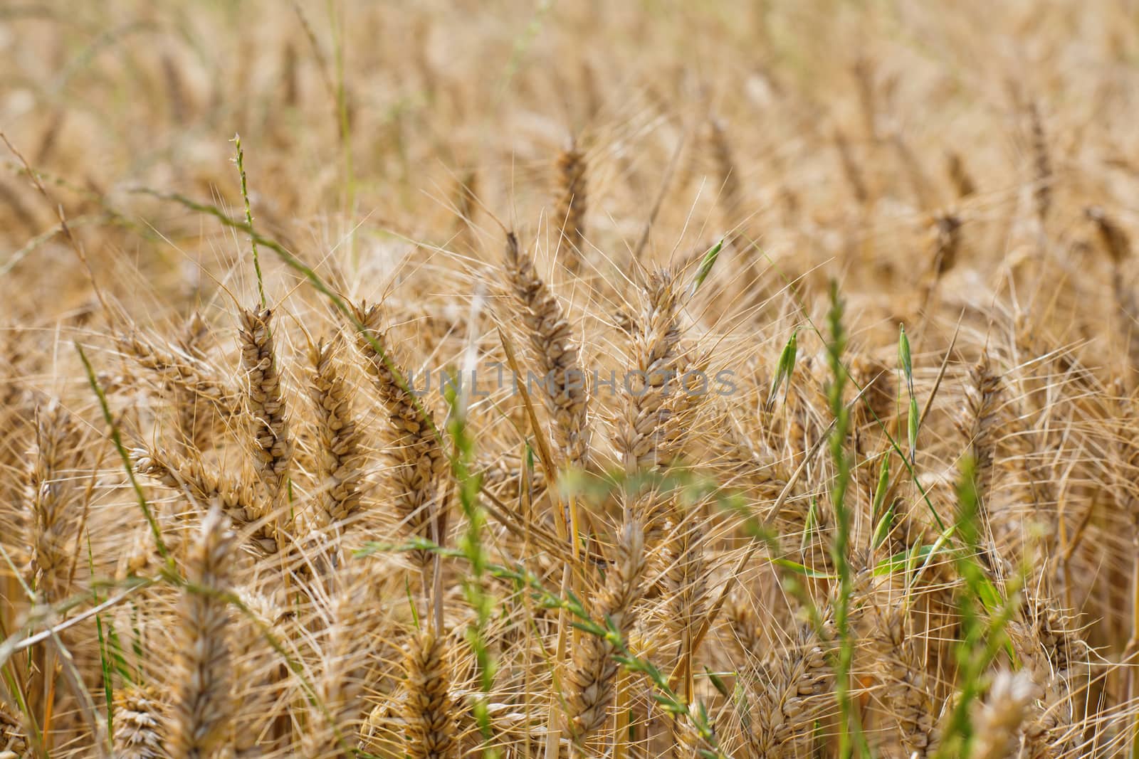 golden wheat field in summer by Iryna_Melnyk
