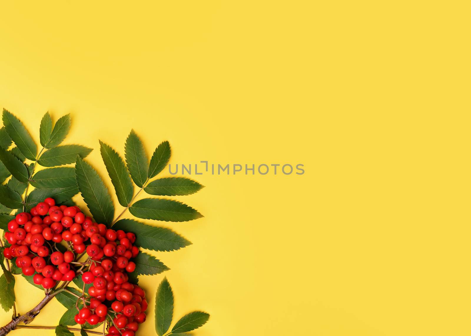 yellow background with bunch of rowans with leaves by Iryna_Melnyk