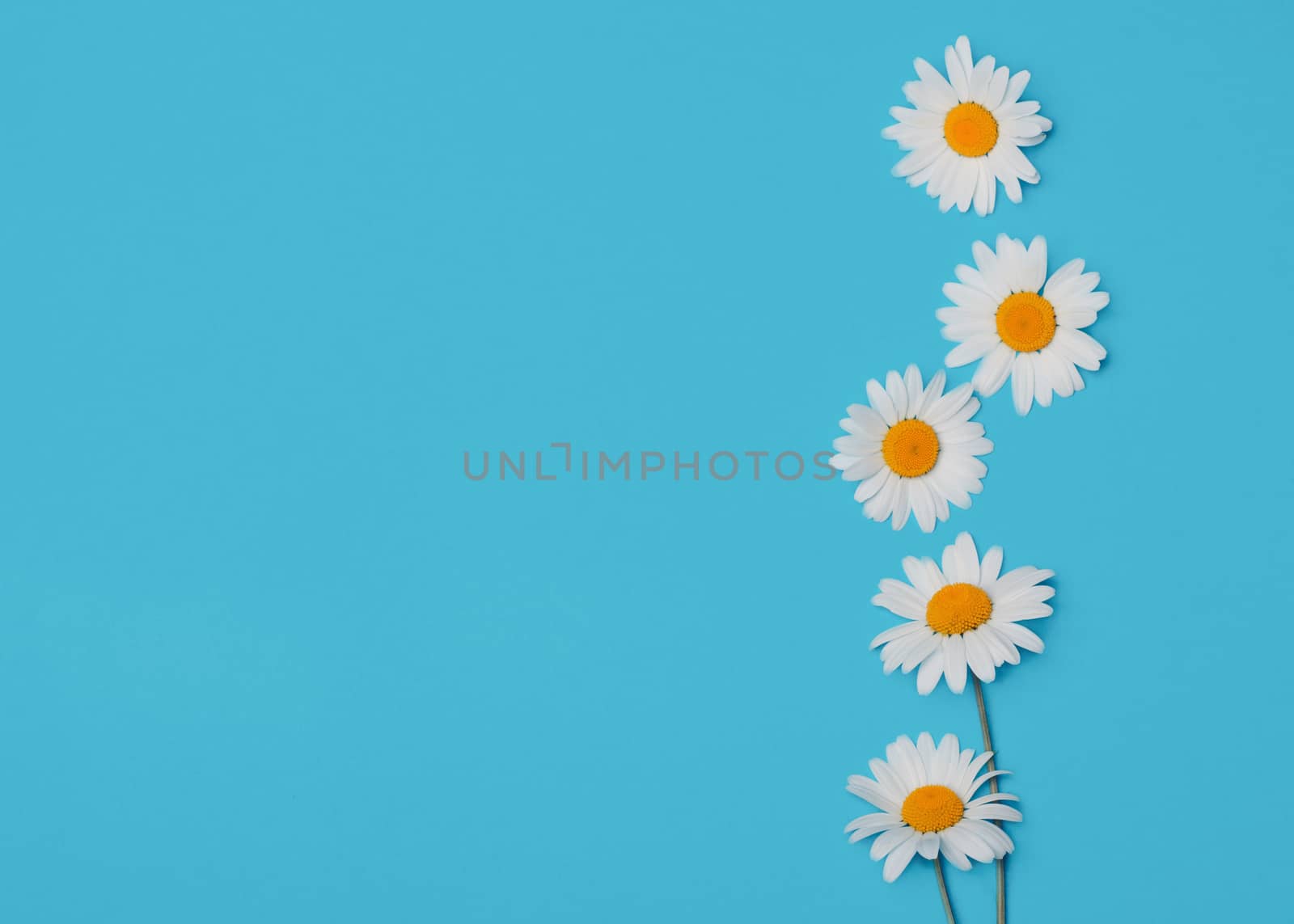 floral blue background with camomiles by Iryna_Melnyk