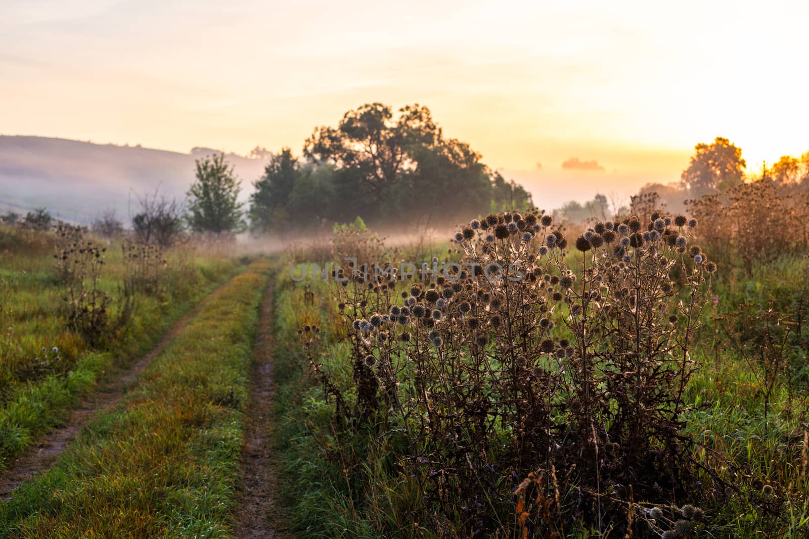 milk thistle thicket near dirt road at foggy morning with selective focus and shallow depth of field landscape