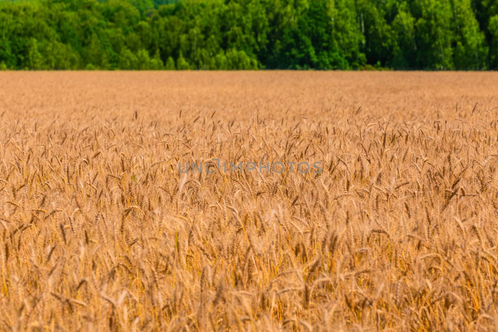 Yellow barley field at daytime under direct sunlight with selective focus. Blurry straight green forest line in background,
