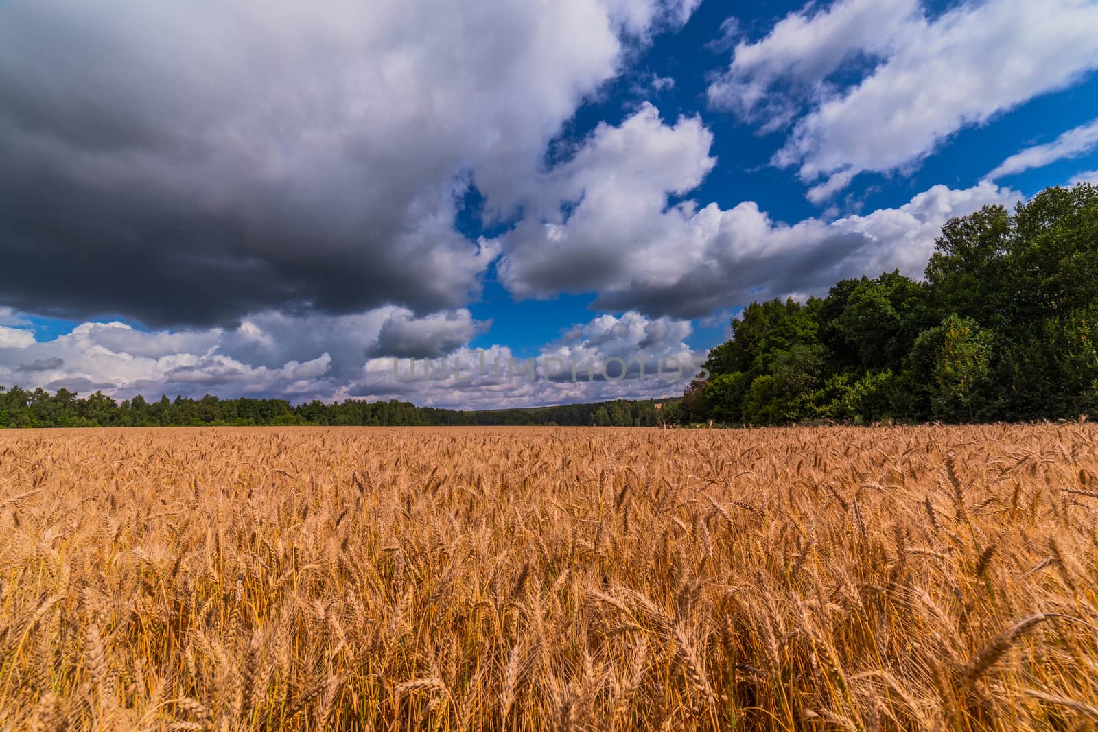 Yellow barley field at daytime under direct sunlight. Green forest and sky with storm clouds on the background. Wide angle shot.