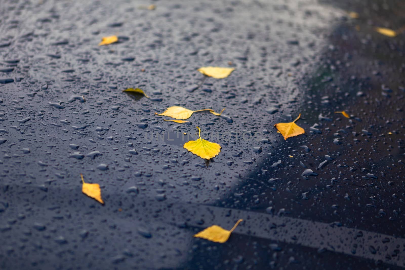 deep blue car at autumn rainy day with yellow birch leaves - selective focus with blur closeup by z1b