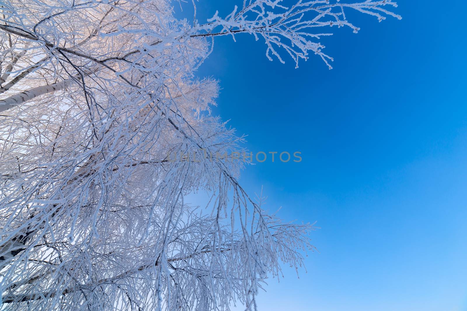 frosty birch thin branches on clear blue gradient sky background at freexing winter daylight.