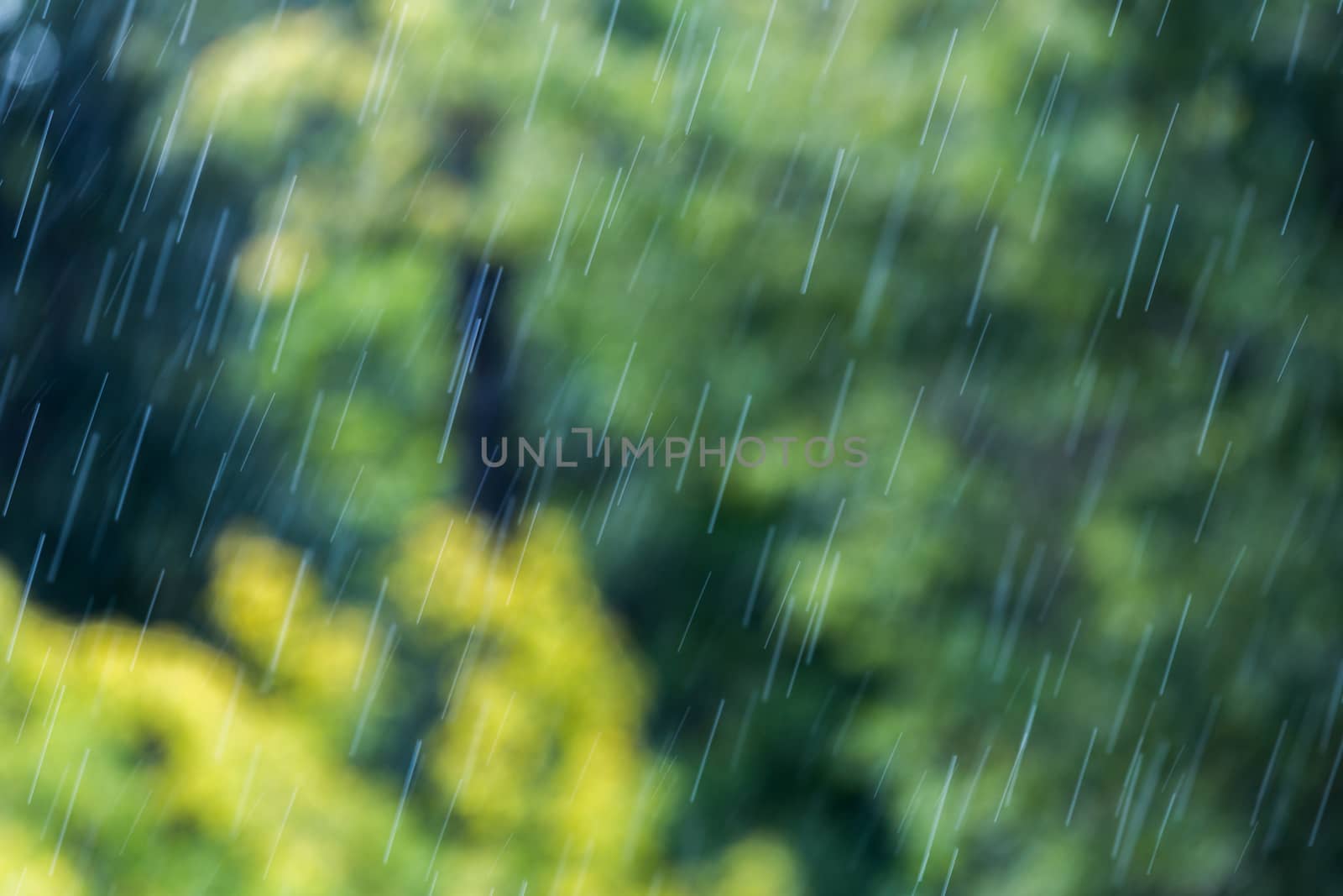 rainfall at sunny daylight on blurry green forest background.