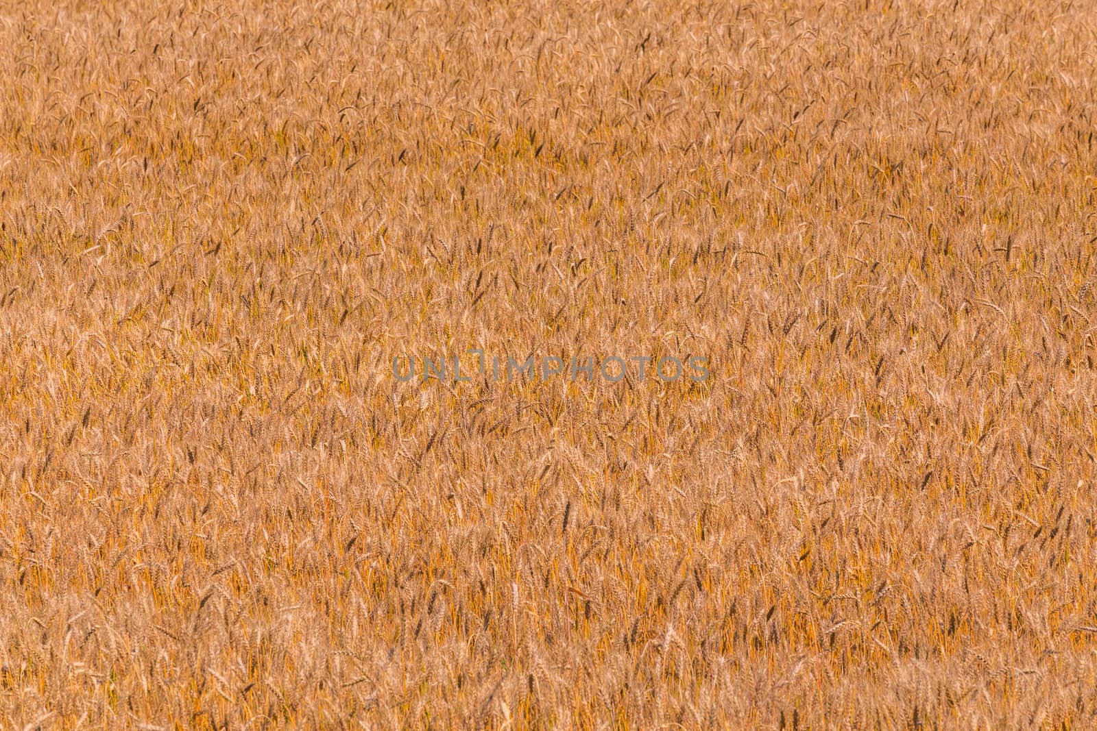 Yellow barley field at ddaytime under direct sunlight. Fully filled agriculture background.