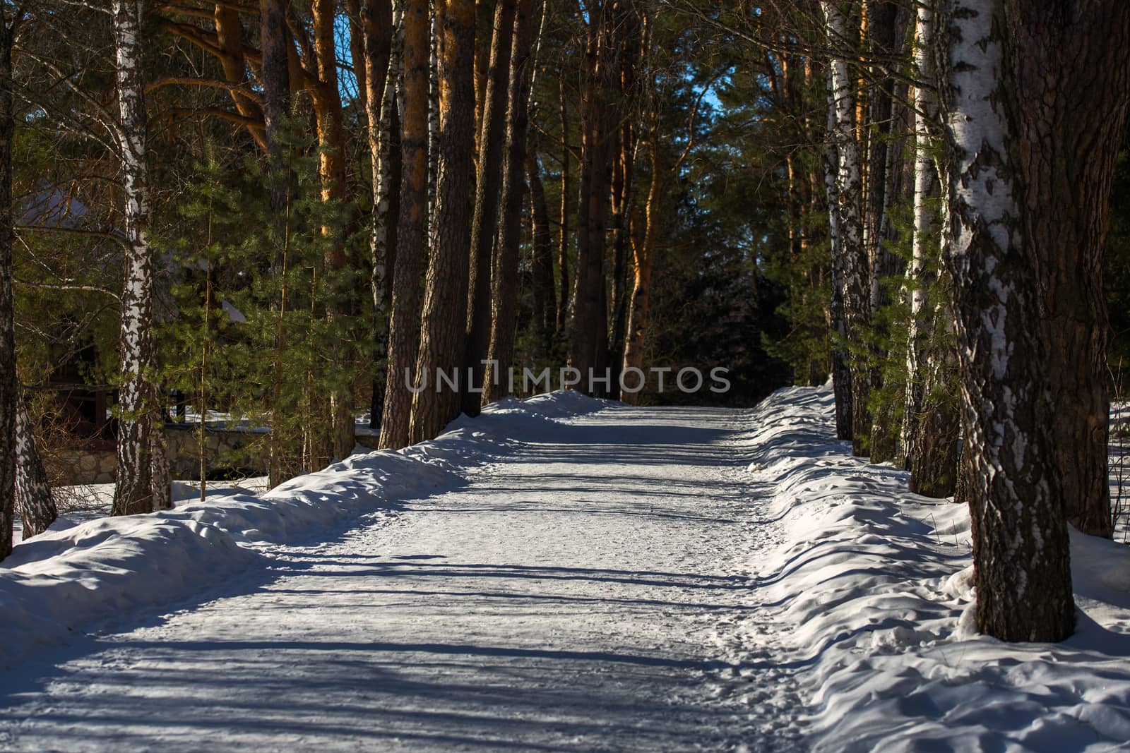 winter park walking alley covered by white snow at sunny sideway daylight weather without anybody.