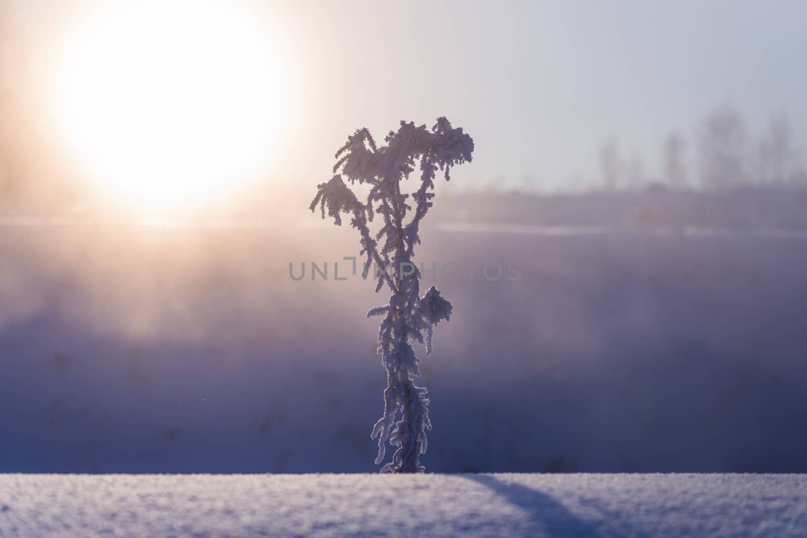 frozen dry plant at winter foggy morning in artistic minimalism tune with selective focus.