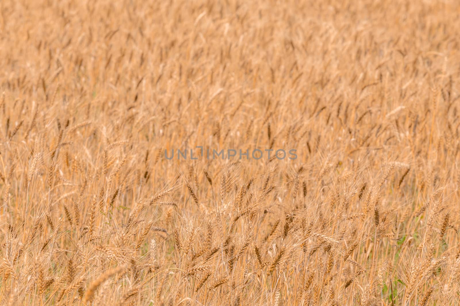 Yellow barley field at daytime under direct sunlight. Fully filled agriculture background with selective focus and blur.