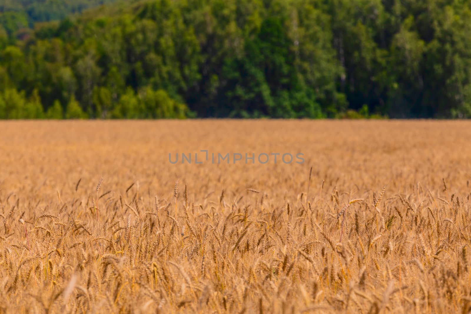 Yellow barley field at daytime under direct sunlight with selective focus. Blurry straight green forest line in background,
