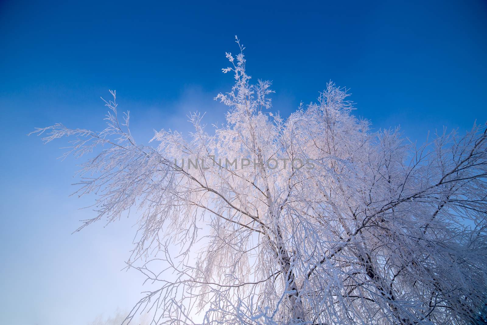 frosty birch thin branches on clear blue gradient sky background at freexing winter daylight.