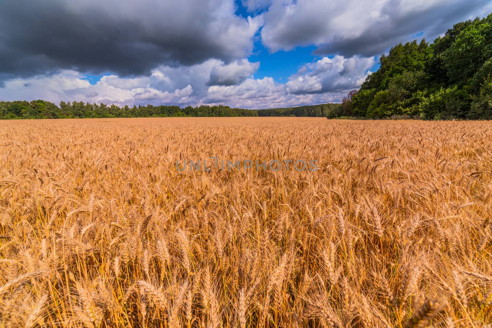 Yellow barley field at daytime under direct sunlight. Green forest and sky with storm clouds on the background. Wide angle shot.