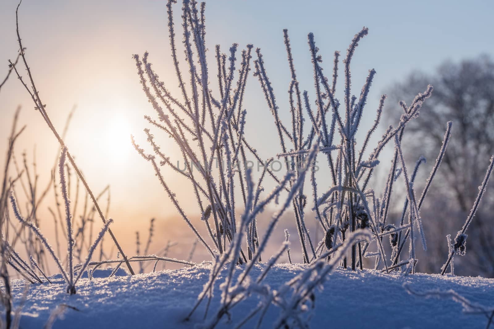 frozen dry grass against sunlight at winter morning with selective focus.