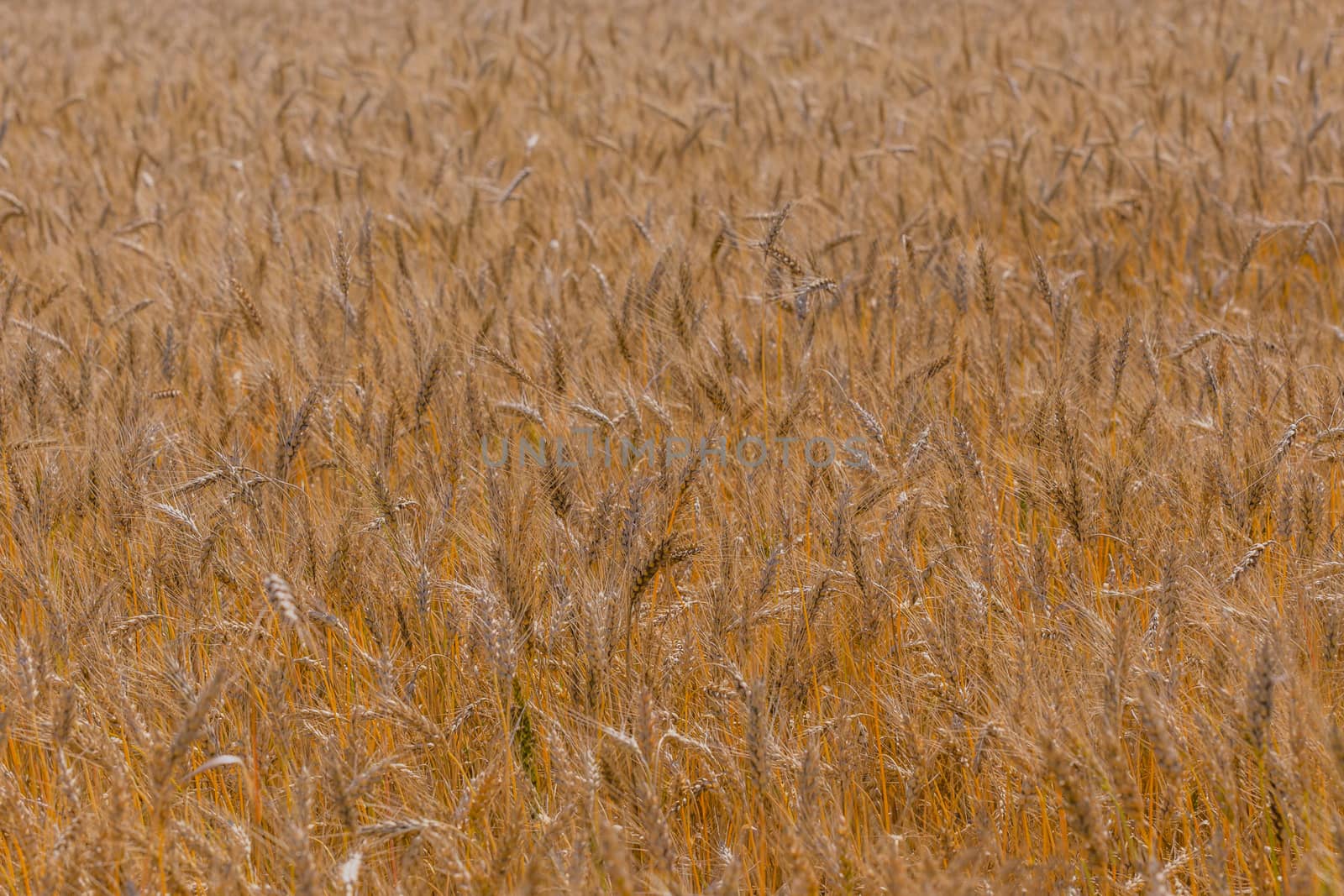 Yellow barley field at ddaytime under direct sunlight. Fully filled agriculture background with selective focus and blur.