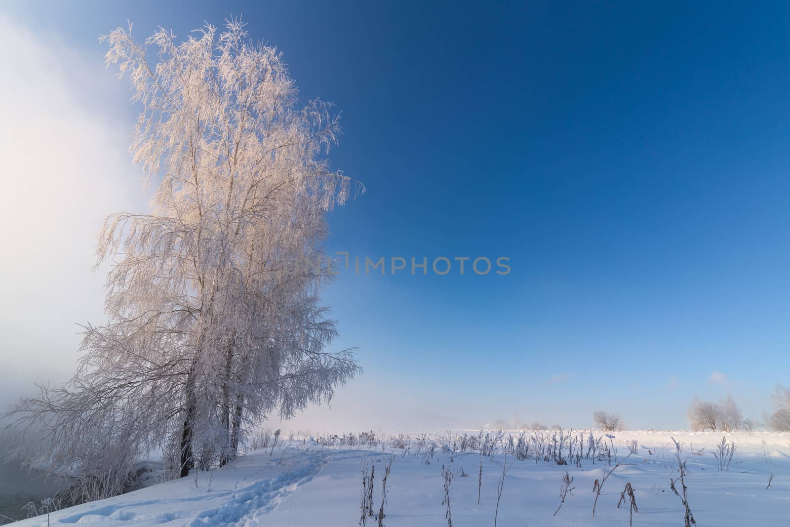 foggy winter riverside at morning with sun shine behind frosty birch tree.