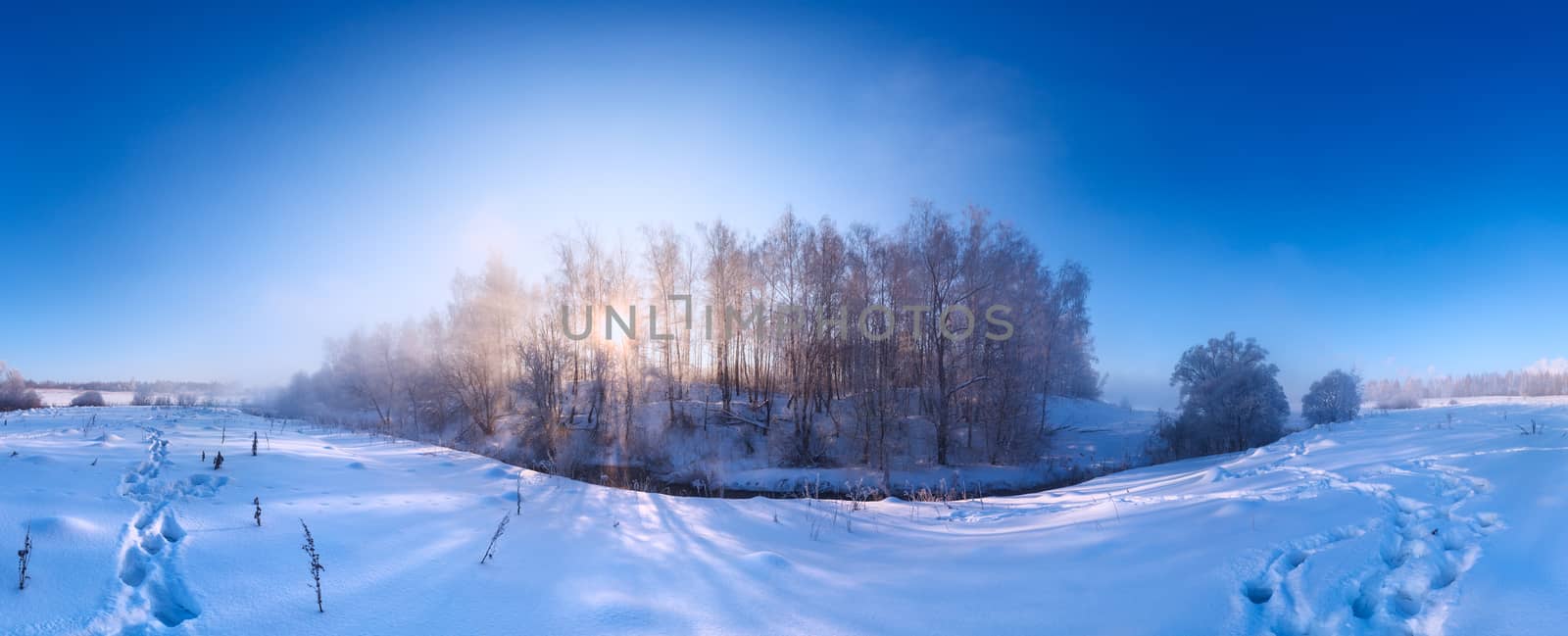 foggy winter riverside at morning panorama with sun through birch trees in center by z1b