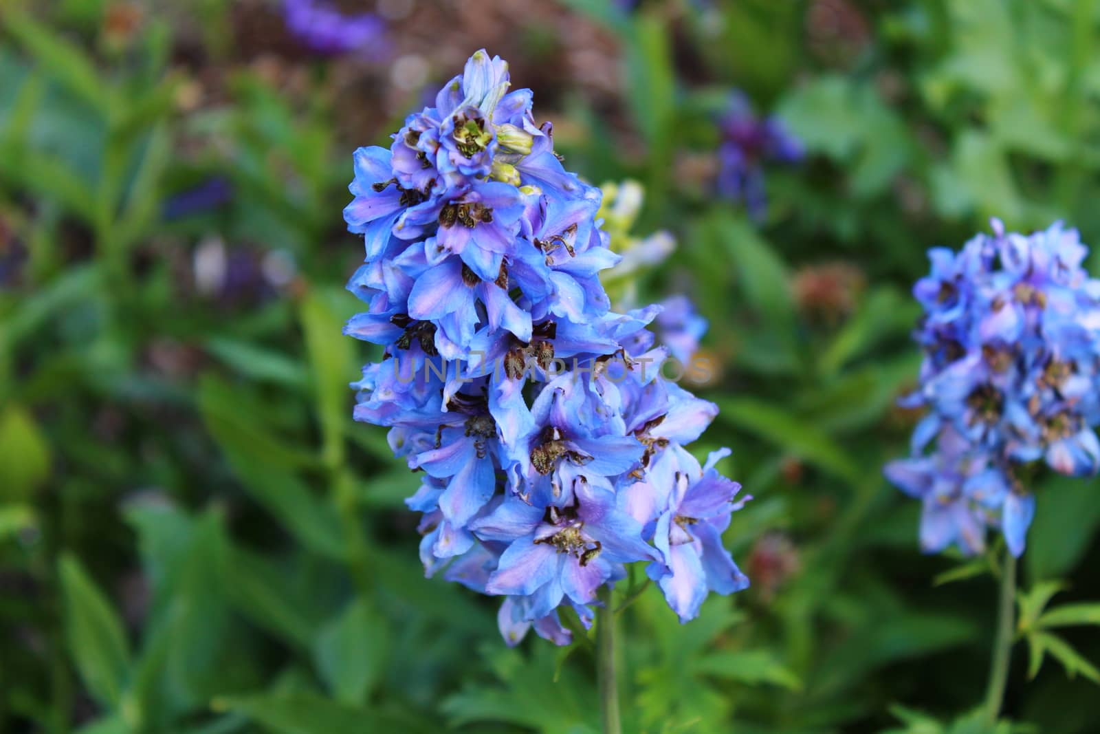 The picture shows blue larkspur in the garden