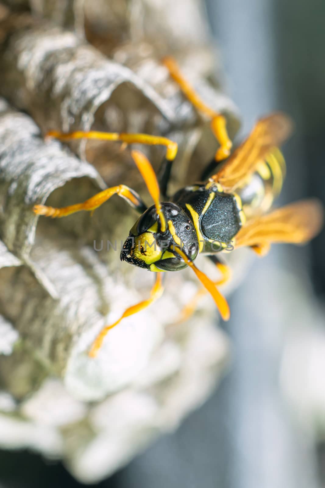 Macro closeup of a wasps' nest with the wasps sitting and protecting the nest by Umtsga