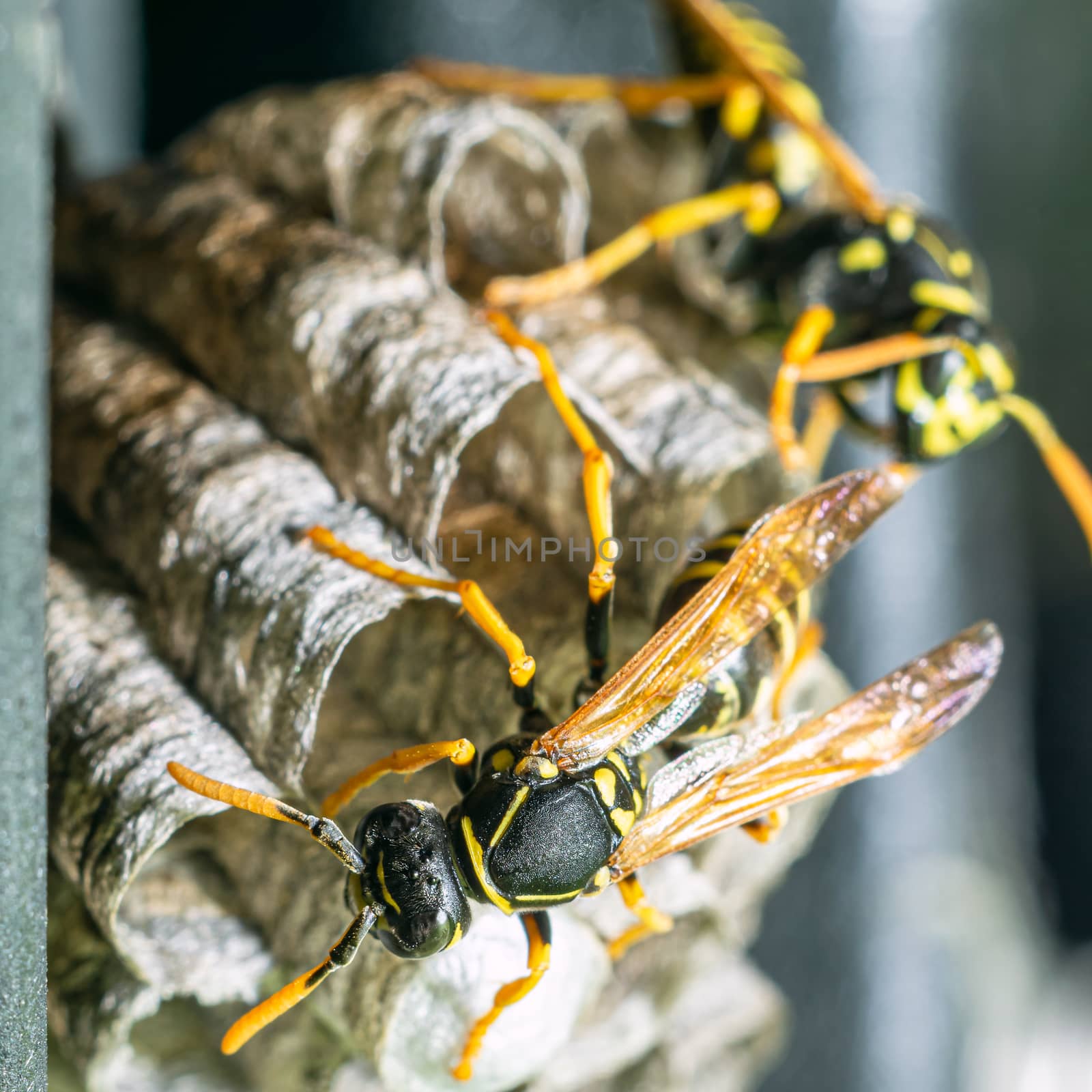 Macro closeup of a wasps' nest with the wasps sitting and protecting the nest by Umtsga