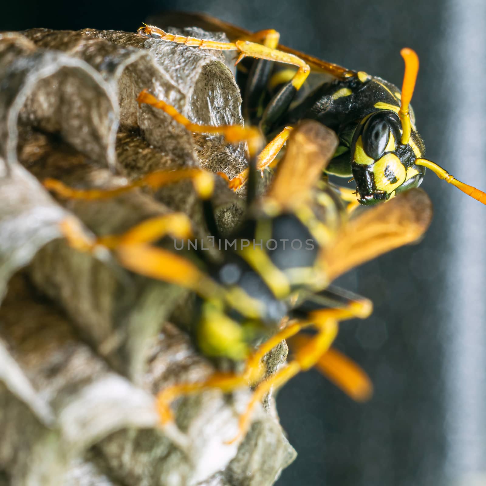 Macro closeup of a wasps' nest with the wasps sitting and protecting the nest by Umtsga