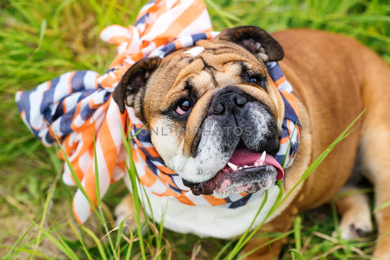 Closeup of portrait of Red English Bulldogs in orange scarf out for a walk in the countrysid by Iryna_Melnyk