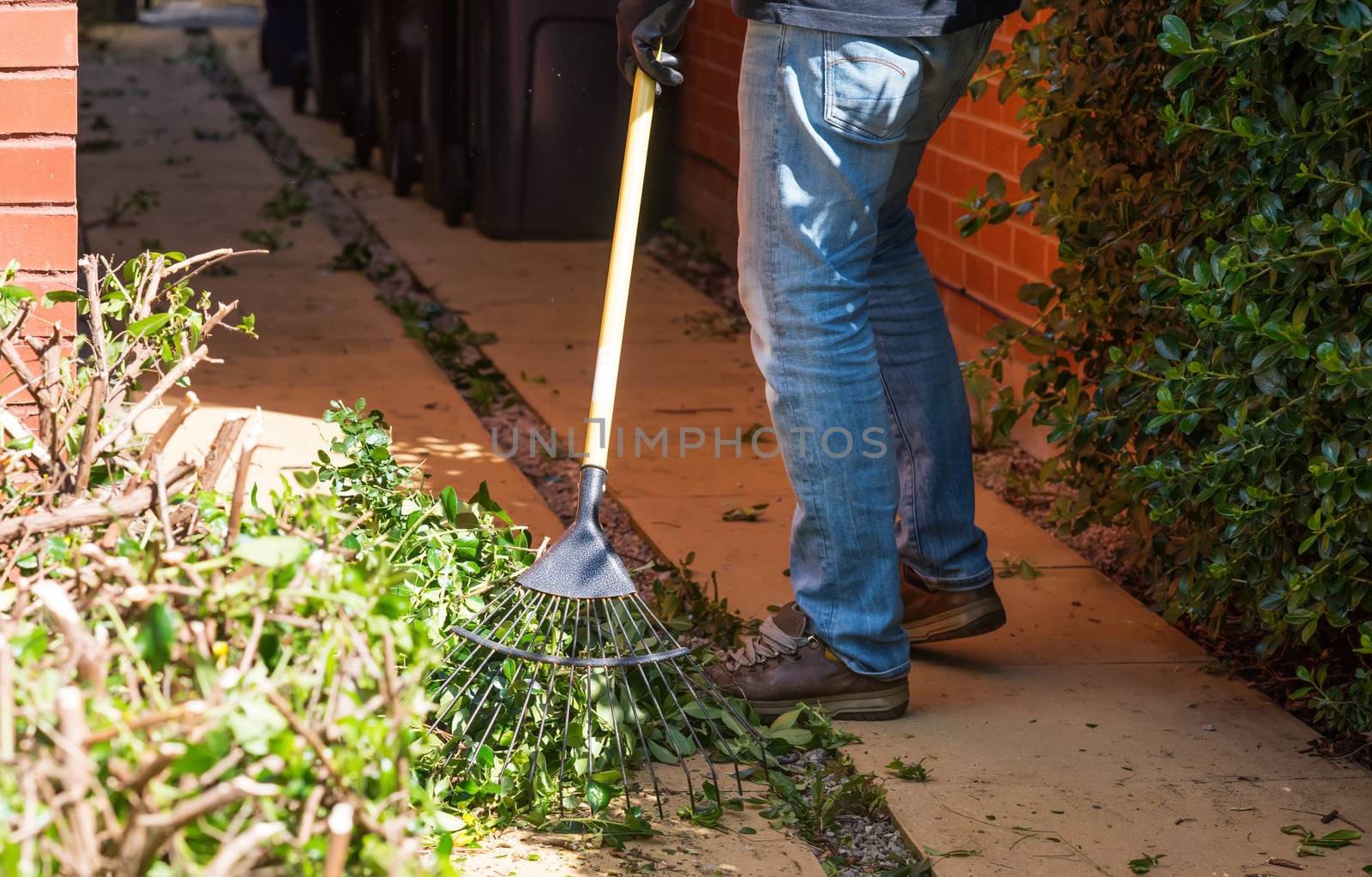 Man cleaning leaves and branches with a garden lawn rake after cutting