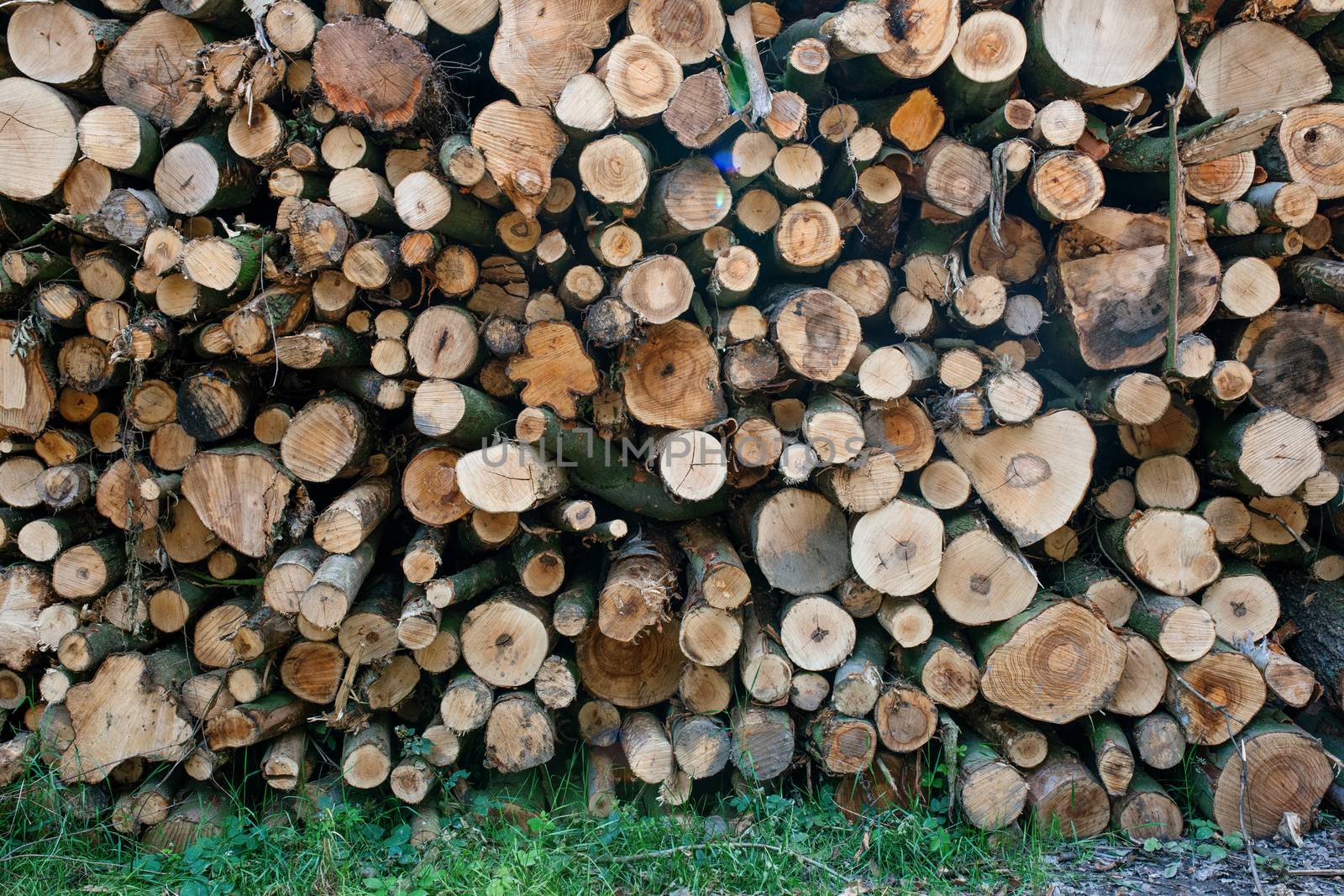 Pile of firewood in a forest