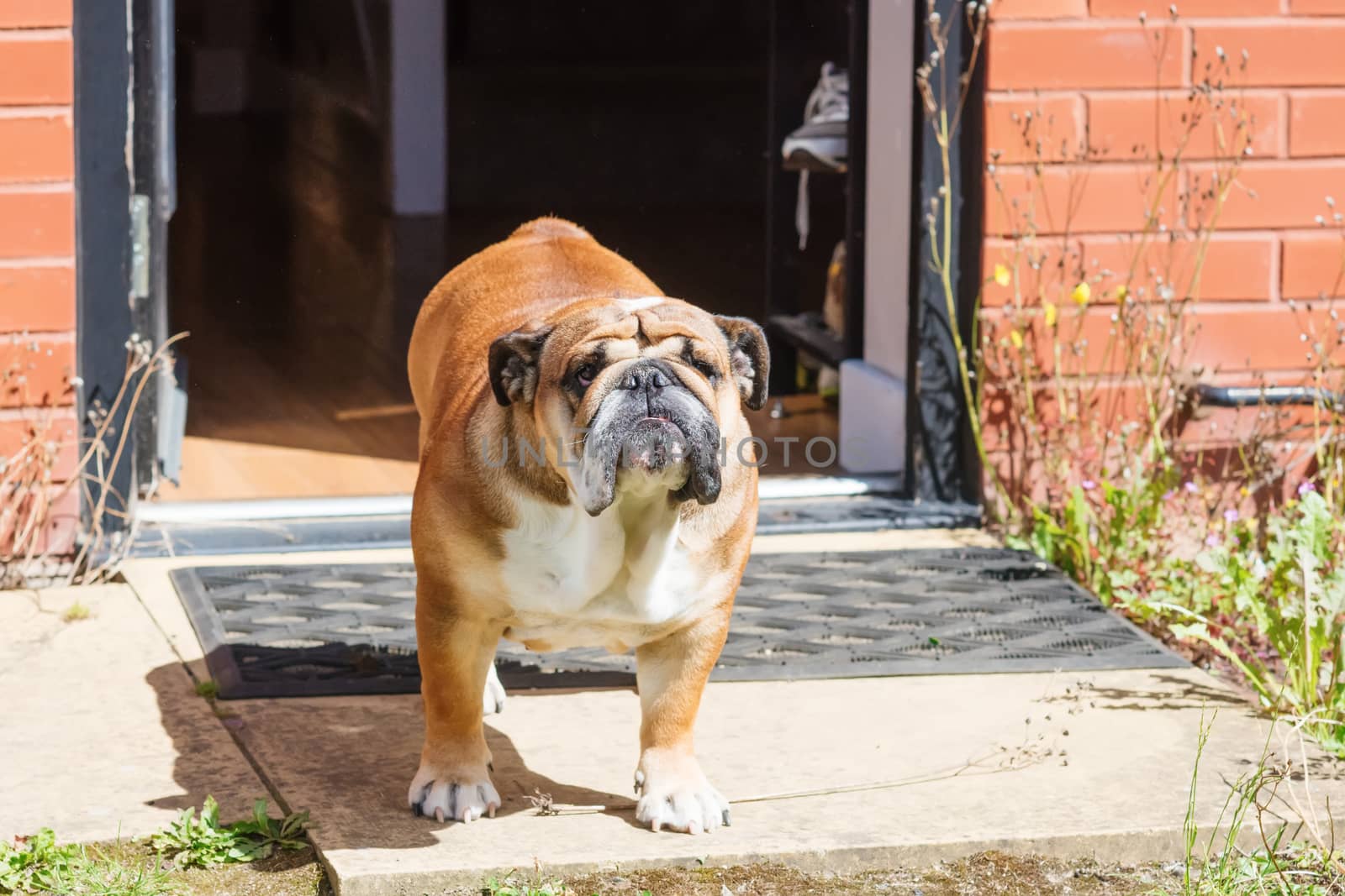 Red english bulldog at the door of the house.