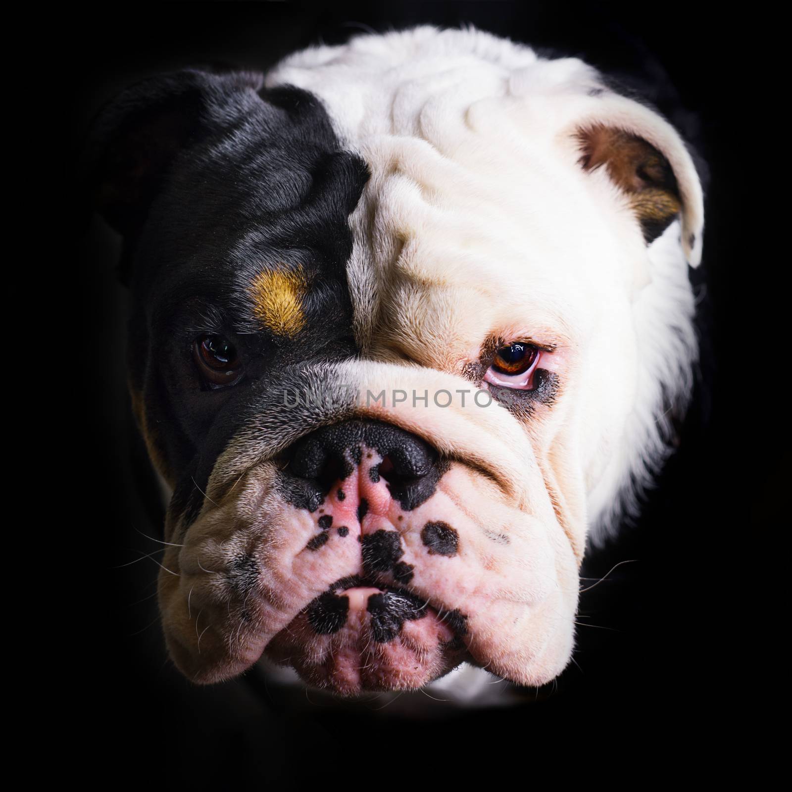 Portrait of Black and white English Bulldog on a black background