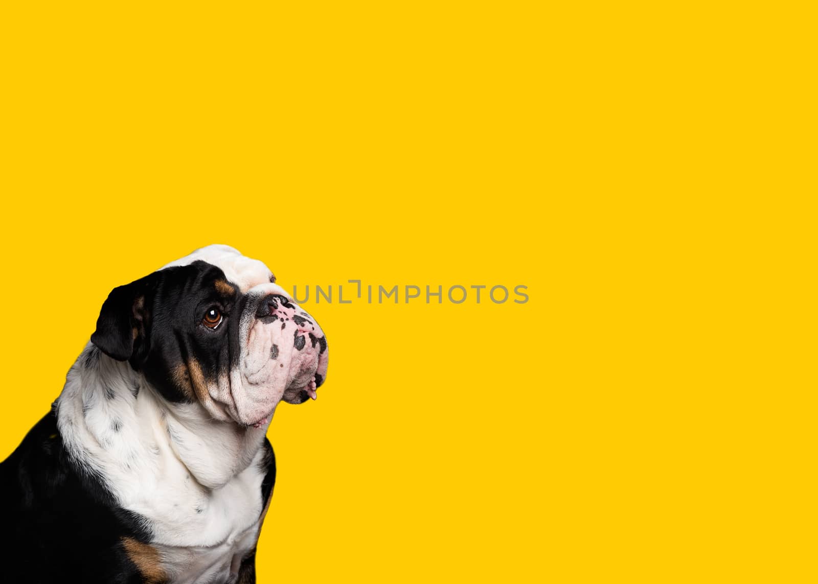 Portrait of Black and white English Bulldog sitting on yellow background