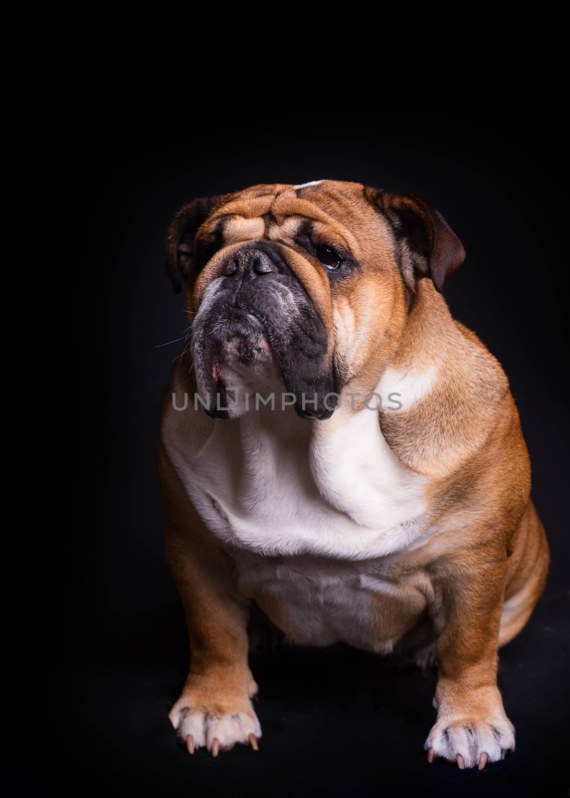 English Bulldog sitting on black background by Iryna_Melnyk
