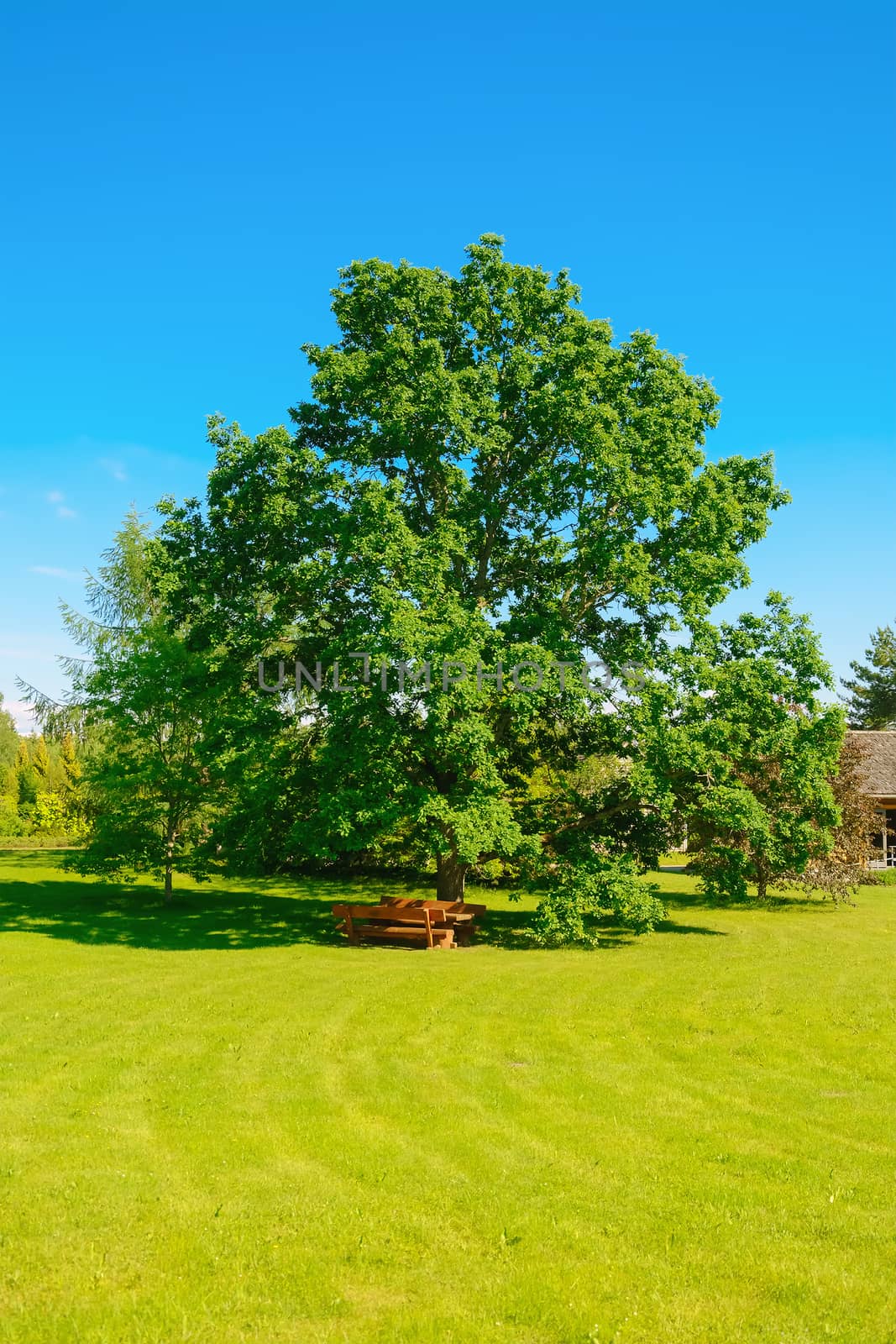 Big oak on the lawn by SNR